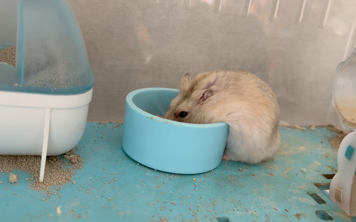 仓鼠的可爱瞬间