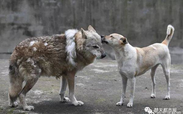 公狼母狗同居2年,饲养员:它们一见钟情!哔哩哔哩bilibili