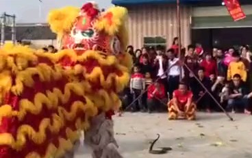 [图]【广东醒狮】传统醒狮大战眼镜蛇，真“毒蛇拦路”，狮头:无所畏惧，蛇:老哥，放过我吧！吃瓜群众:村会玩？