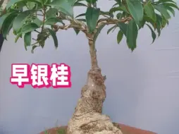 下载视频: 早银桂，银桂系列中开花最早的品种