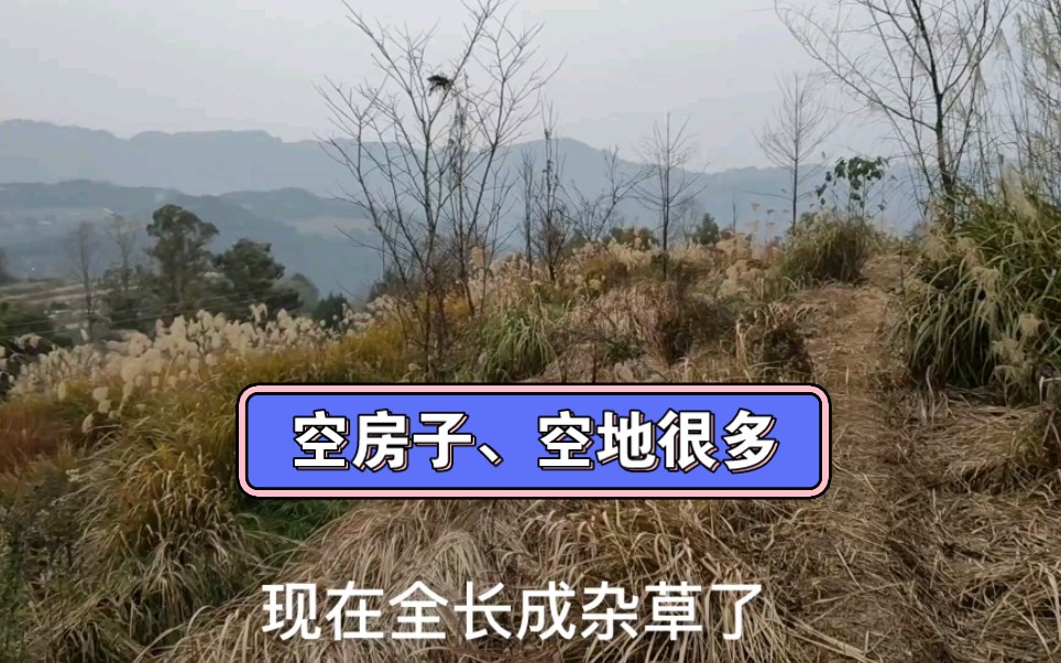 农村空房子养殖 农村空房子养殖什么物种好