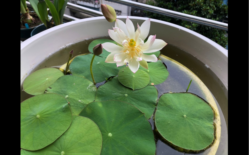 活动作品碗莲微型莲花不长立叶矮楚女