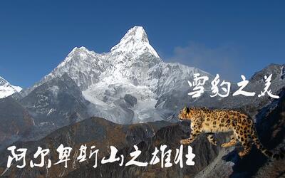 混剪  地球脉动2>>剪辑版与bbc原版,向你展示雪豹母子情与捕猎时的力