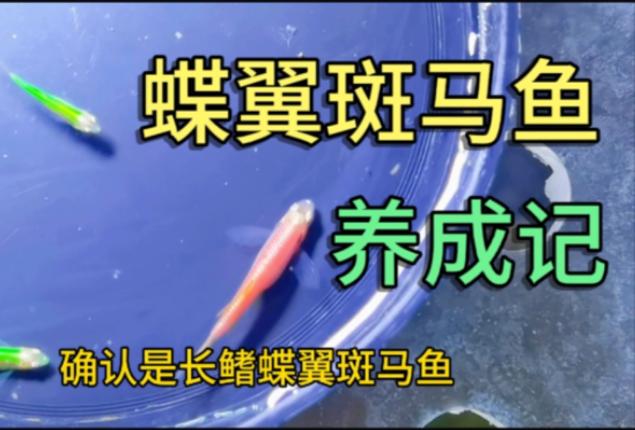 50元买的500颗鱼卵,真的养出了蝶翼斑马鱼,但颜色不太对劲哔哩哔哩bilibili