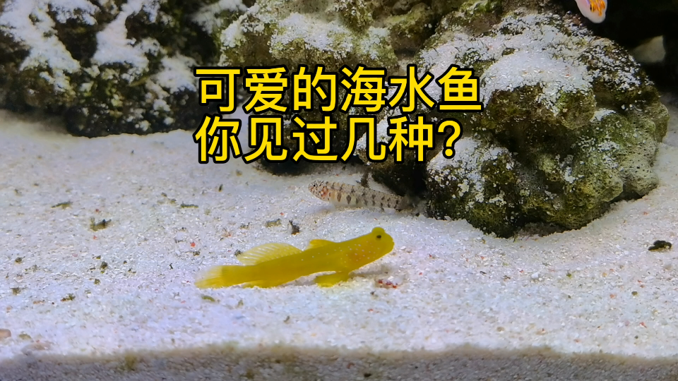 可爱的海水虾虎,鳚,雀鲷鱼,你认识几种呢?哔哩哔哩bilibili