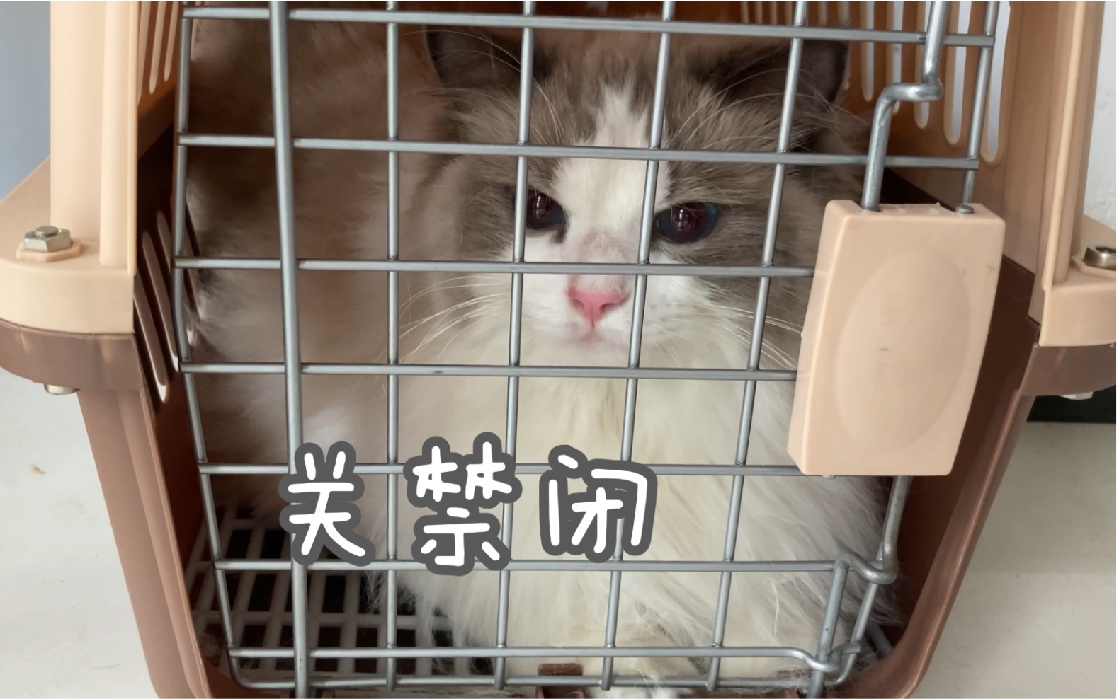 布偶猫关禁闭三分钟还顶嘴