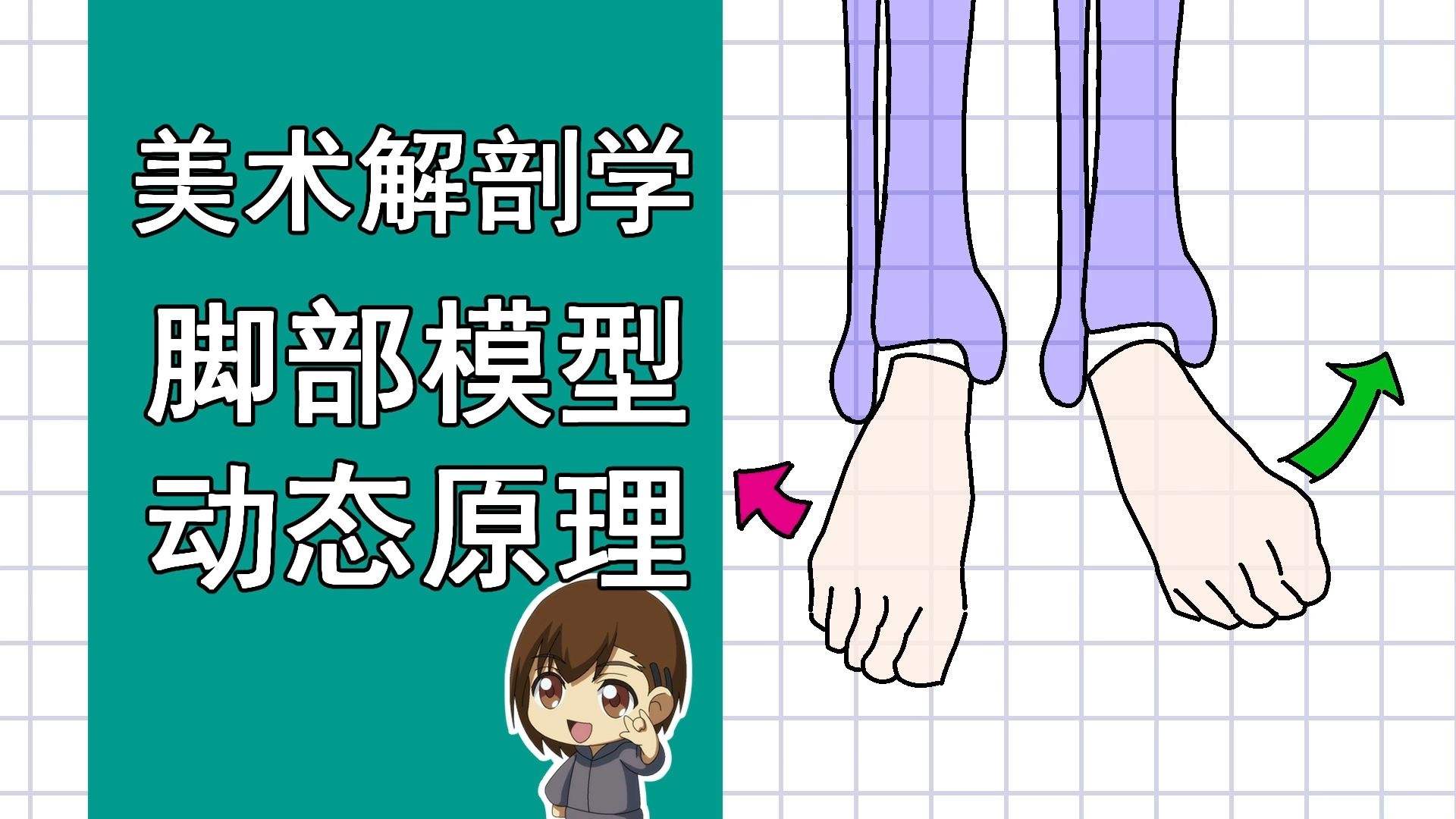 美术解剖学-84-脚部模型动态原理