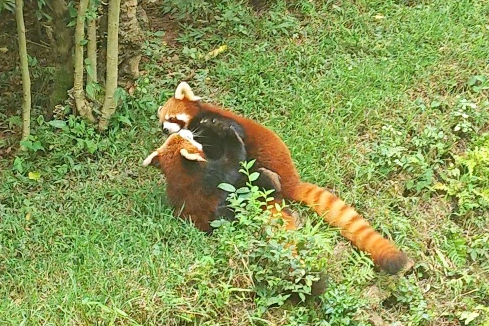 小熊猫性格凶残图片