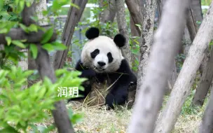 前两天拍了十几分钟润玥吃播，今天才想起来