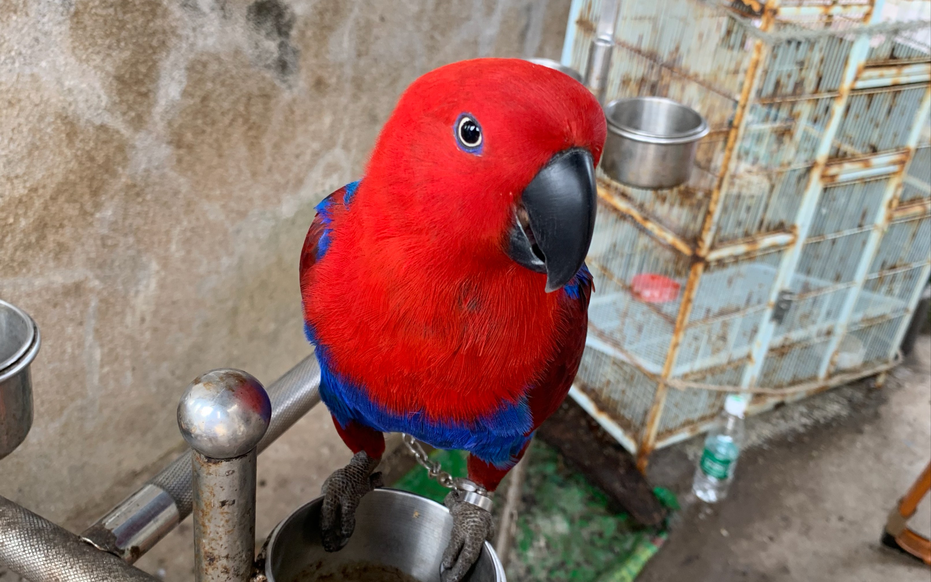 摇摆摇摆的鹦鹉