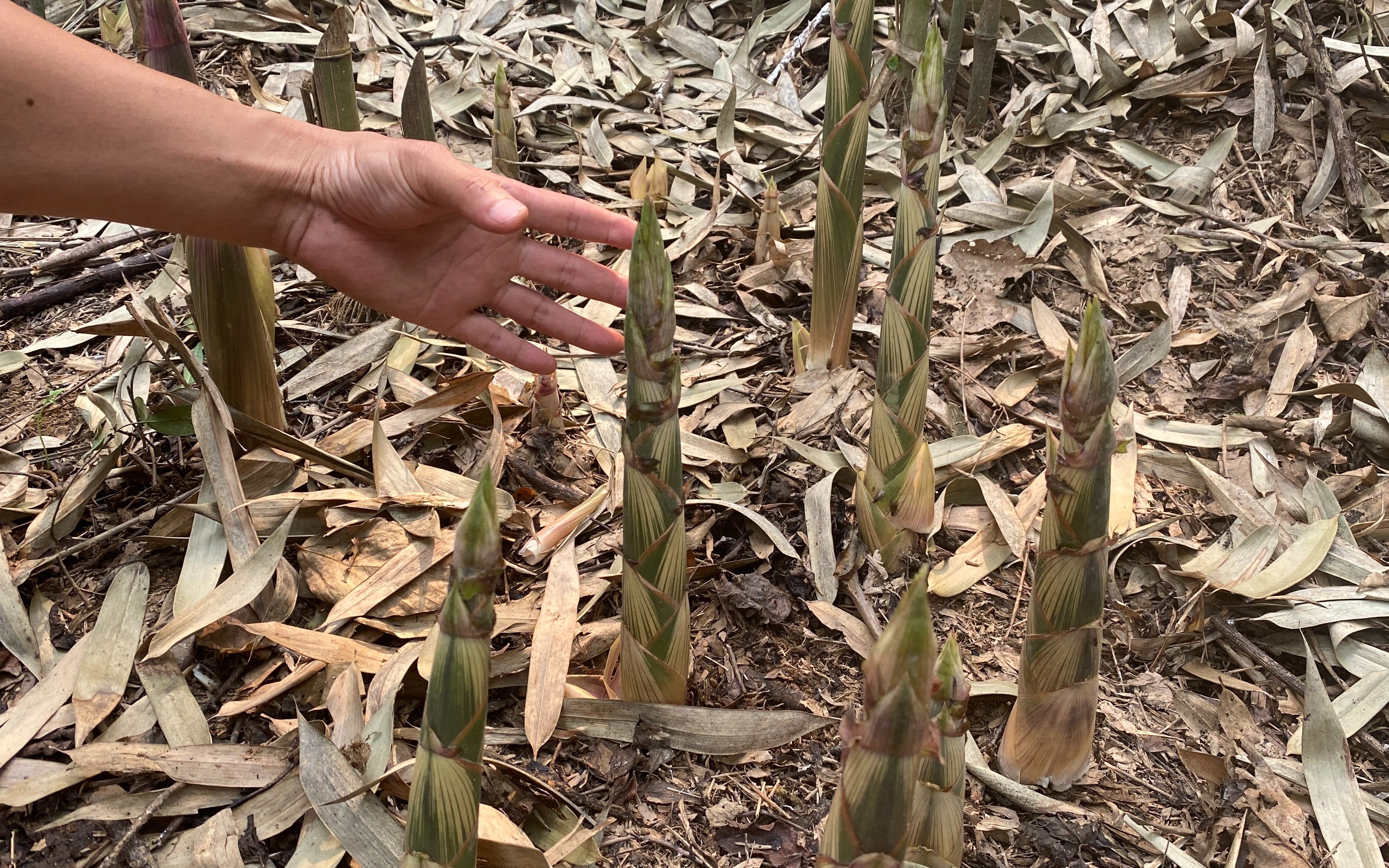 深山竹林野笋疯长,满地的竹笋多到拔不完,拔完整座山也不觉得累