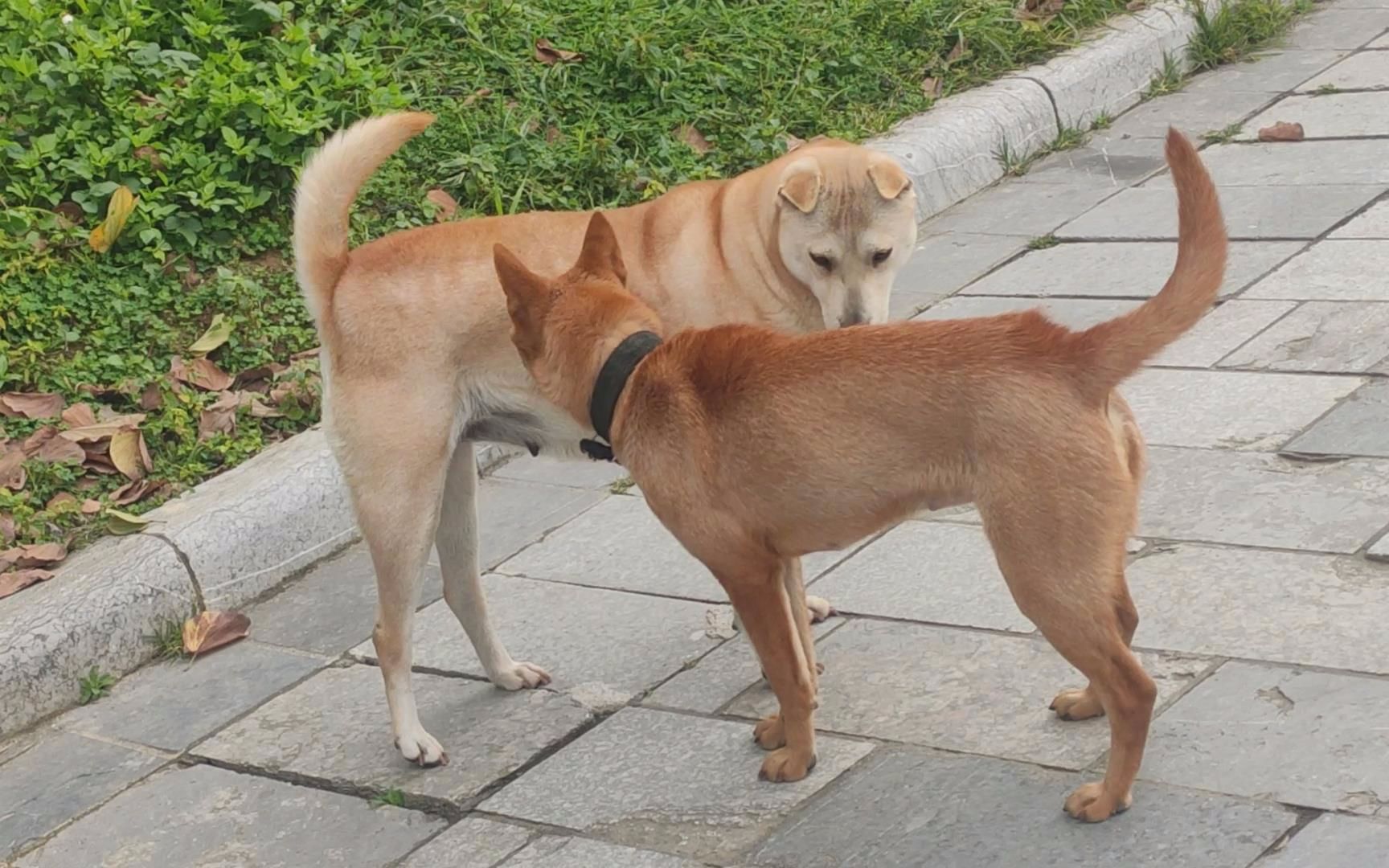 狗王暴君的老婆要和大黄狗打架,有好戏看了