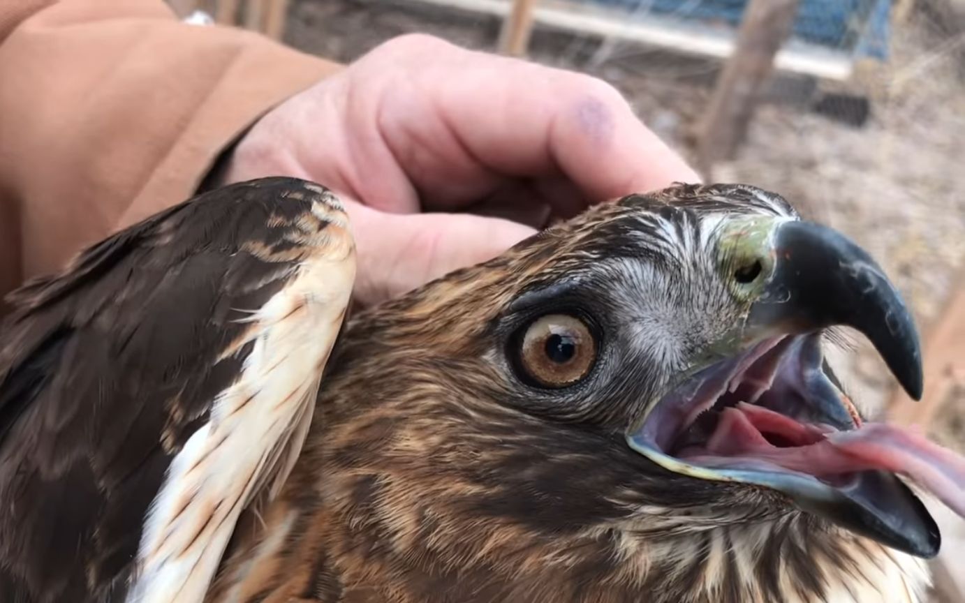 [白头海雕/红尾95]近况更新!