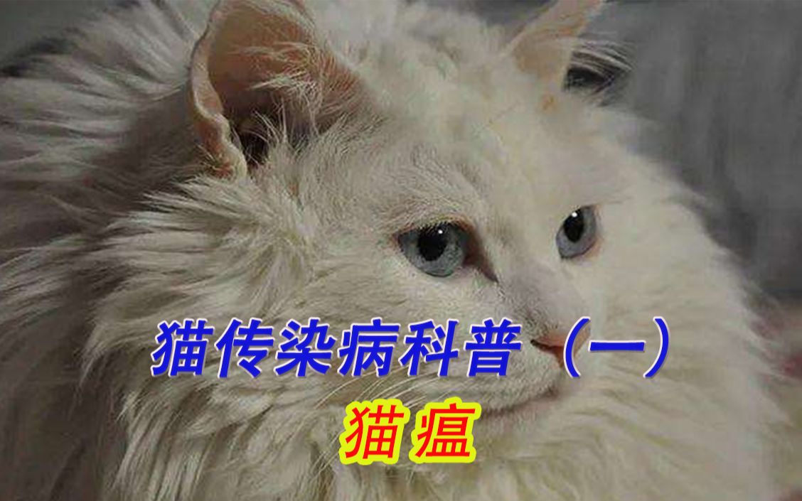 猫咪传染病之猫瘟哔哩哔哩bilibili