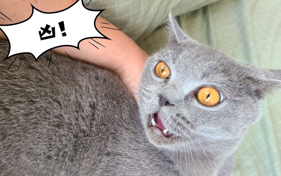 你们家的蓝猫也是这么凶吗?_哔哩哔哩_bilibili
