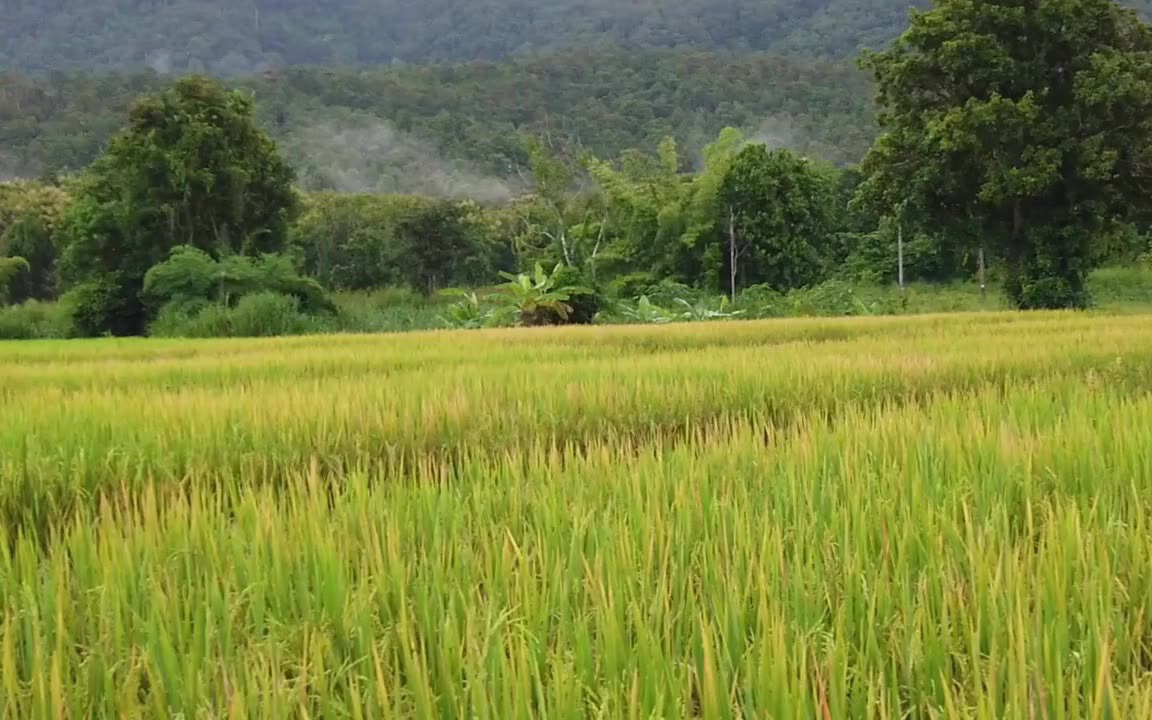 [图]休闲之地---清迈的Huay Tueng Thao国家森林公园