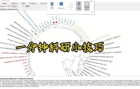 一分钟科研小技巧2进化树图美化之加标签哔哩哔哩bilibili