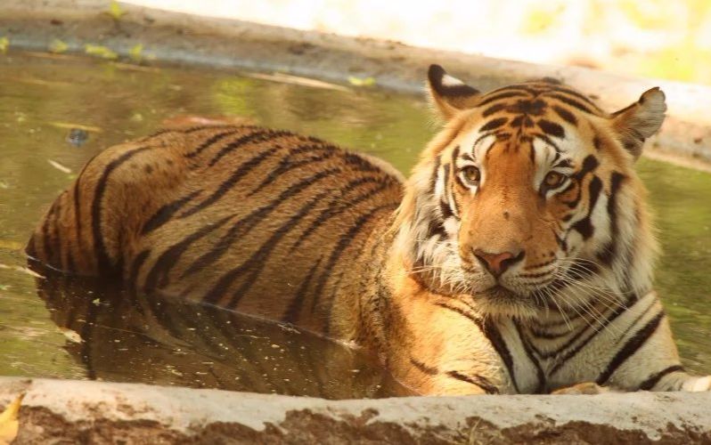 坎哈一只雄壮公虎_哔哩哔哩 (゜-゜)つロ 干杯~-bilibili