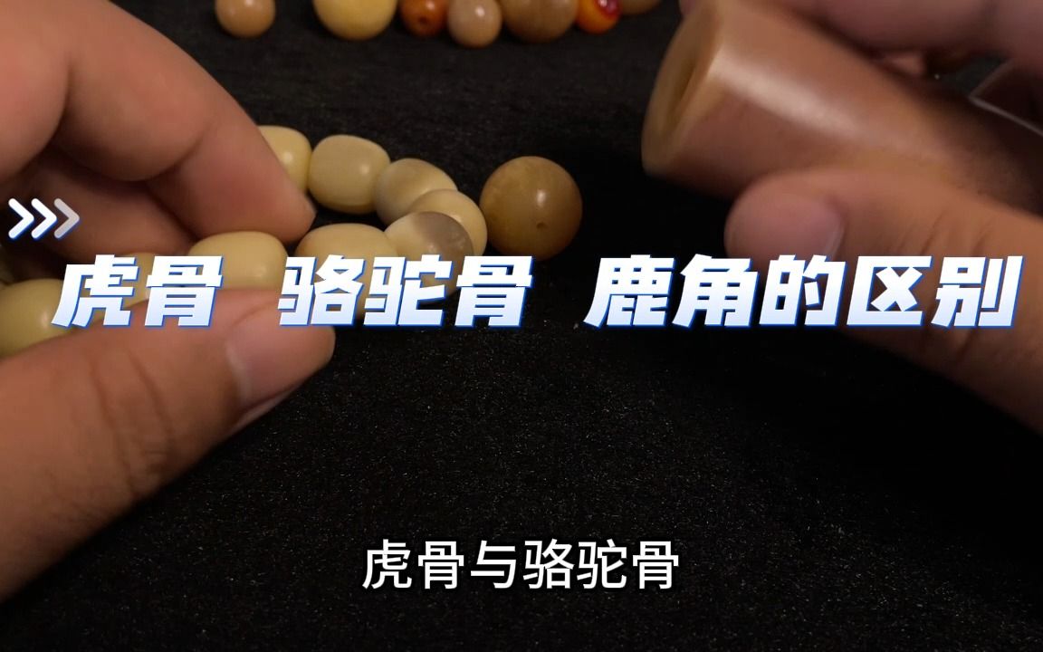 虎骨的鉴别 虎骨骆驼骨鹿角的区别详解