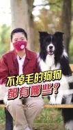 Télécharger la video: 不掉毛的狗狗推荐！