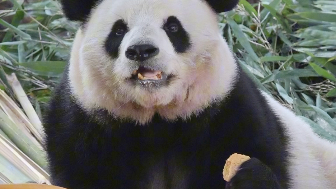 11.28大美熊萌萌吃播