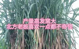 Download Video: 巨菌草为什么深得北方老板喜欢你们知道吗？