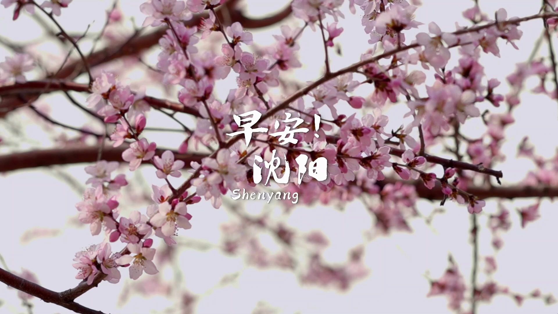 #早安!沈阳#2024/04/07#城市美学日历# 沈城的桃花 趁