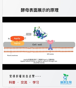 酵母表面展示的原理哔哩哔哩bilibili