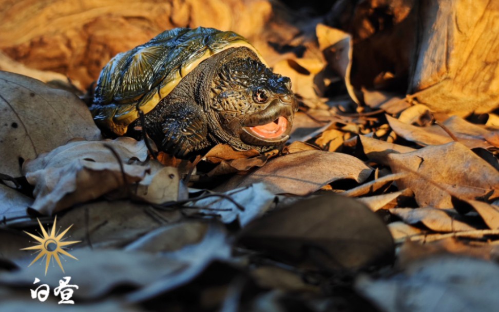 佛州拟鳄龟手工涂装一看就会