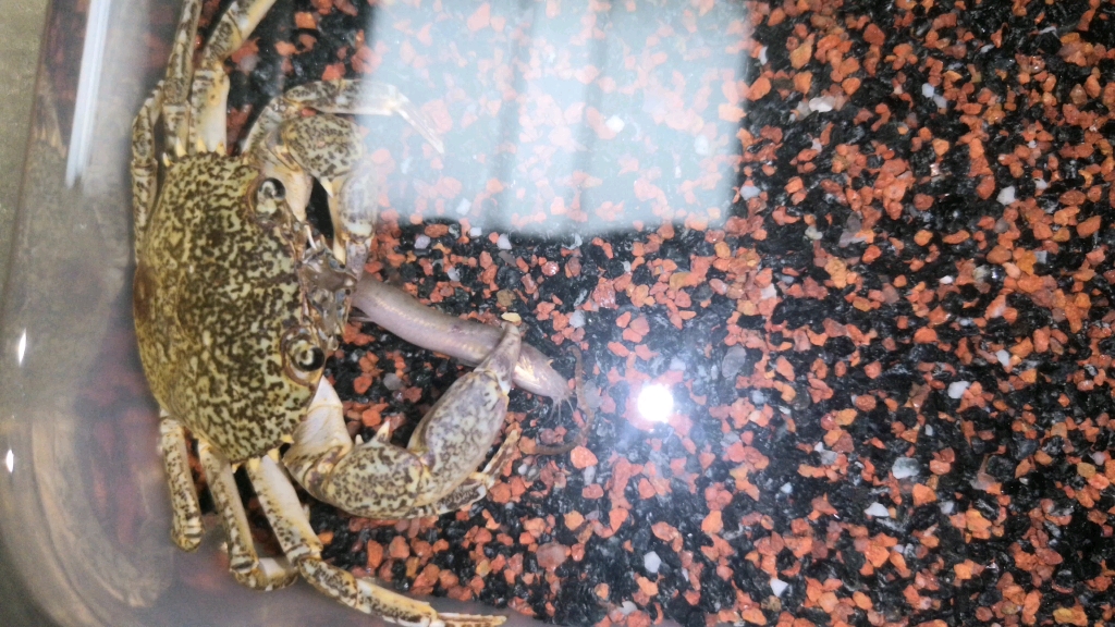 锐刺拟溪蟹(丑)宝宝品尝泥鳅