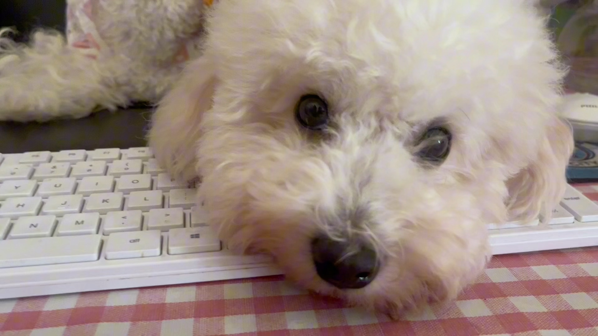 小狗狗有什么坏心思呢,只是喜欢睡键盘,总是在我做