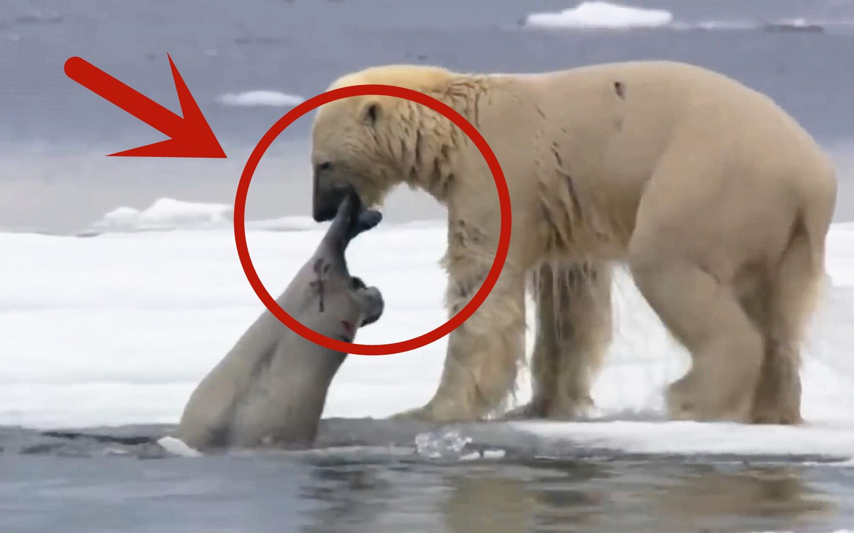 生擒白海豚,硬吃小海豹!北极熊精彩"5杀"