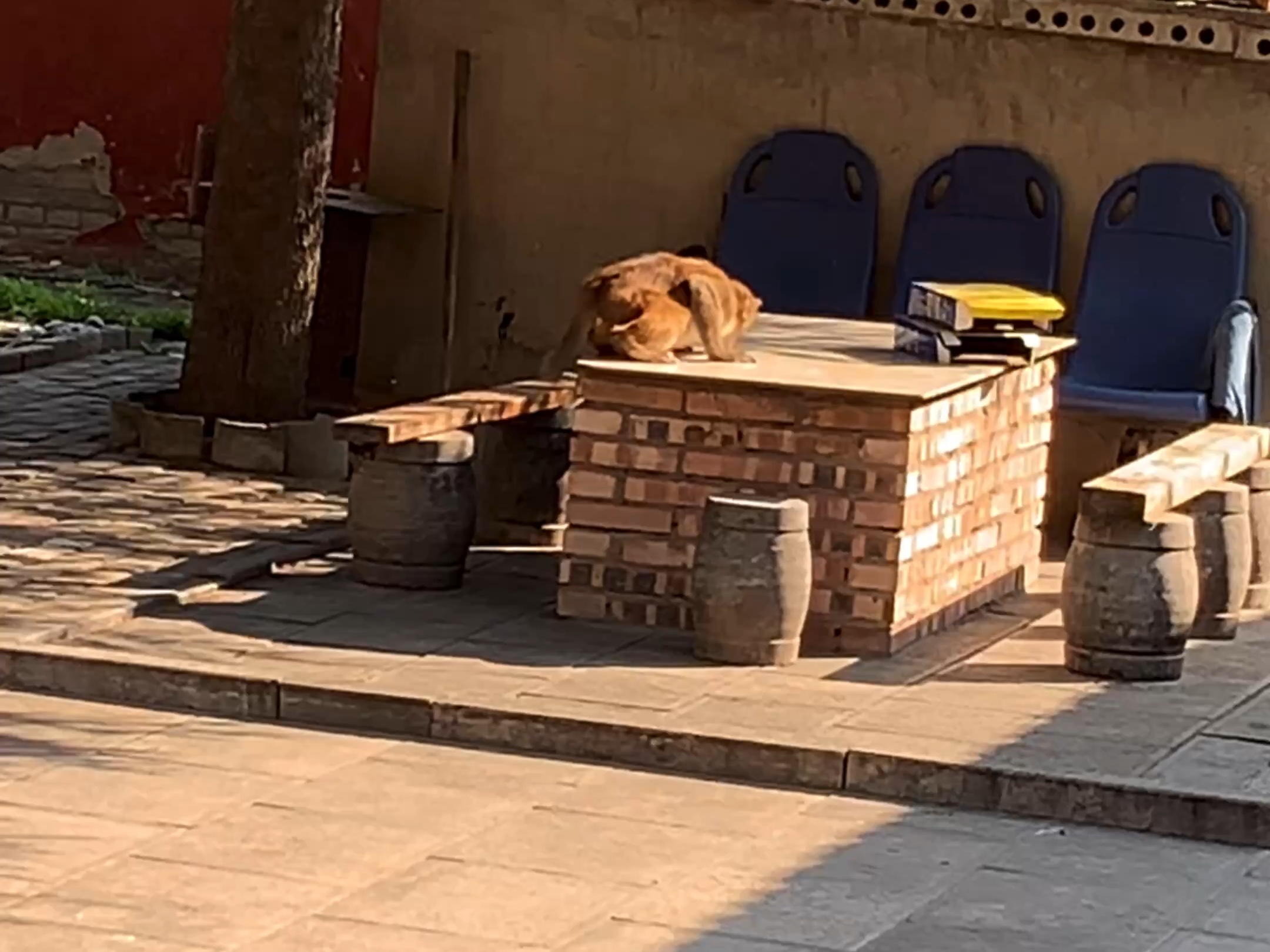 两只小猴子把桌上的饮料打翻喝饮料