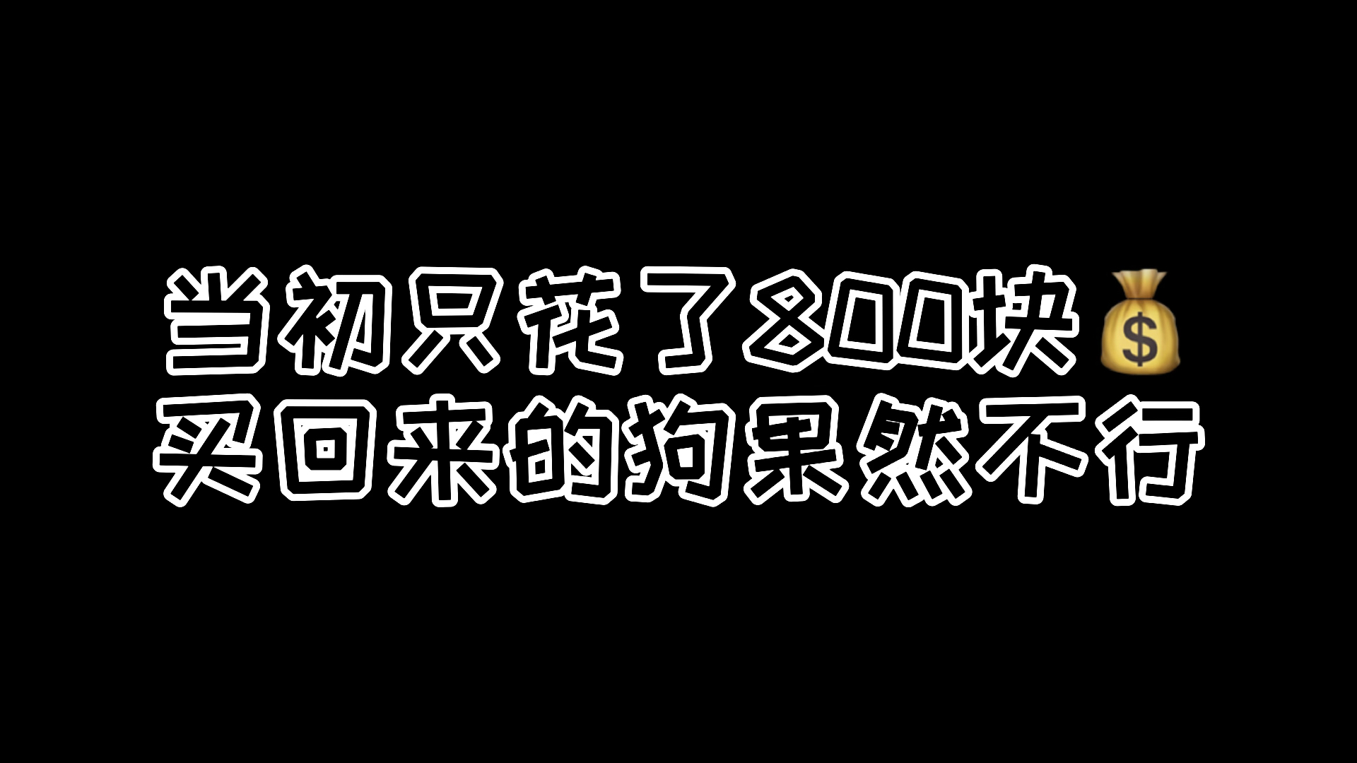 笑死,根本体会不到为狗狗操碎了心的感觉#哔哩哔哩bilibili