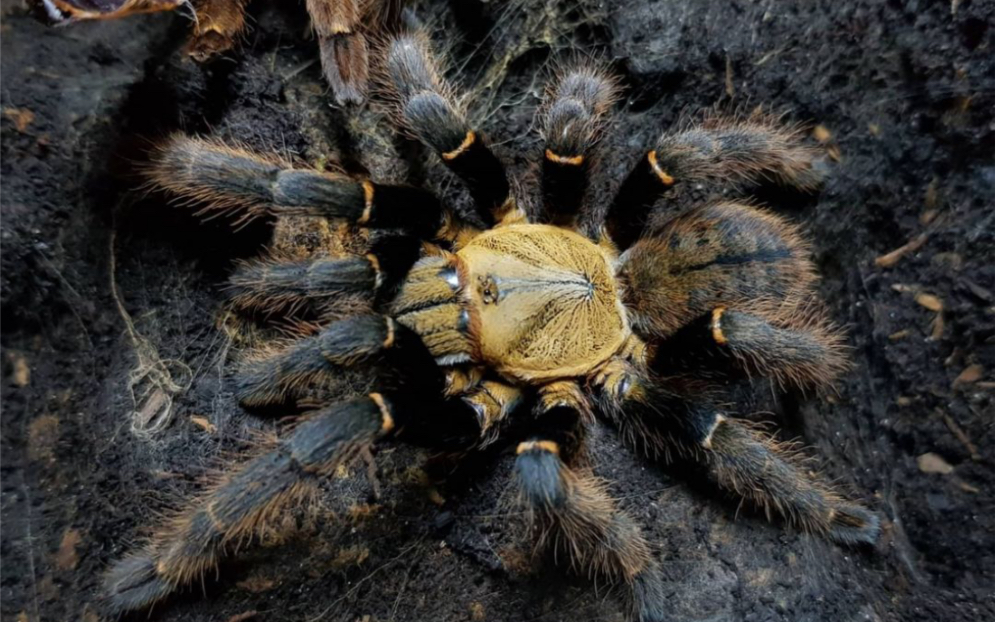 胡志明地老虎 喂食 (求求投币)
