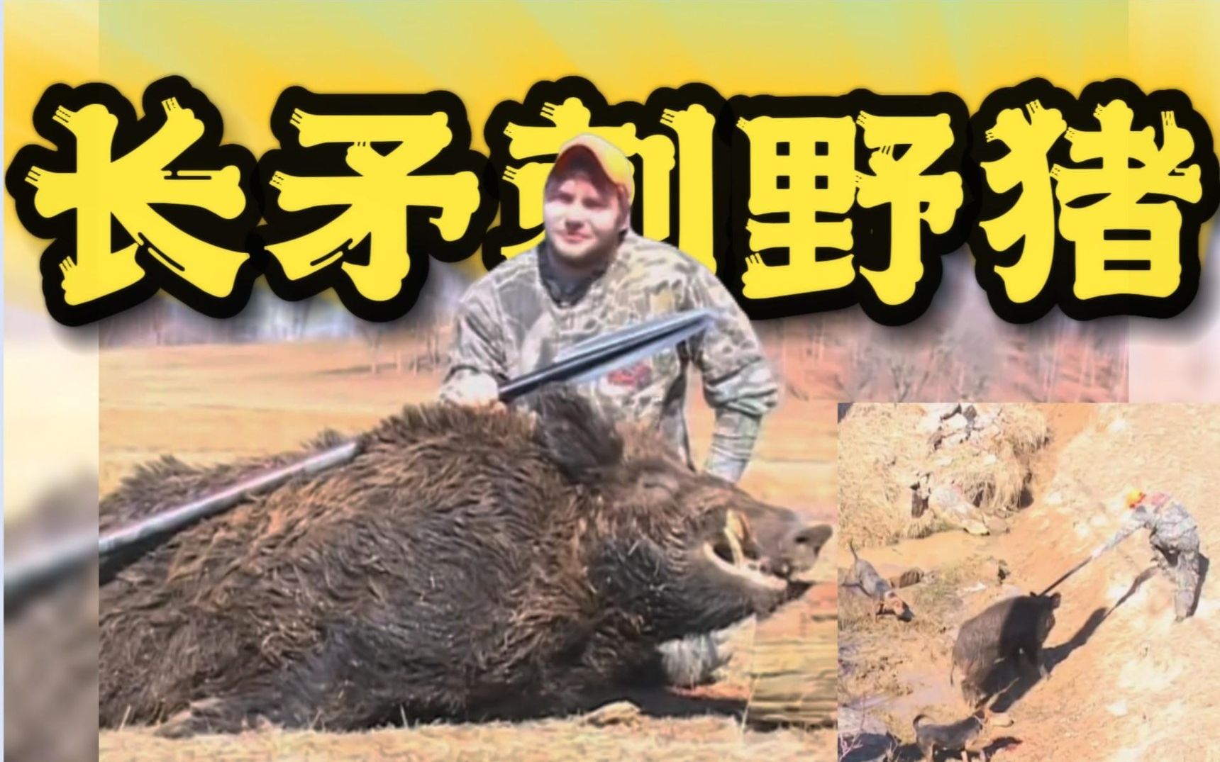 猎人秀操作长矛加猎犬,狩猎250公斤野猪王,对峙现场十分惨烈
