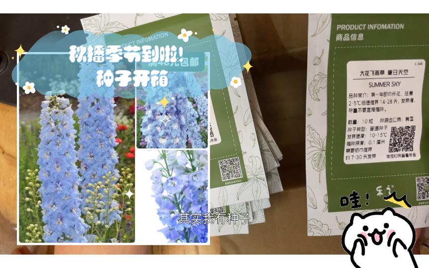 秋播季节到啦!种子开箱 大花飞燕草 虞美人等~哔哩哔哩bilibili