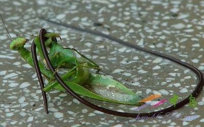 螳螂吃什么铁线虫图片