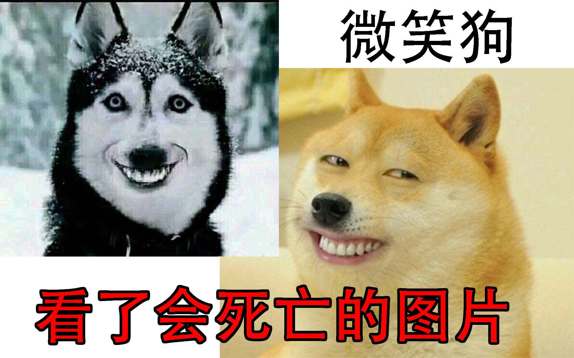 smile dog恐怖原图意思图片