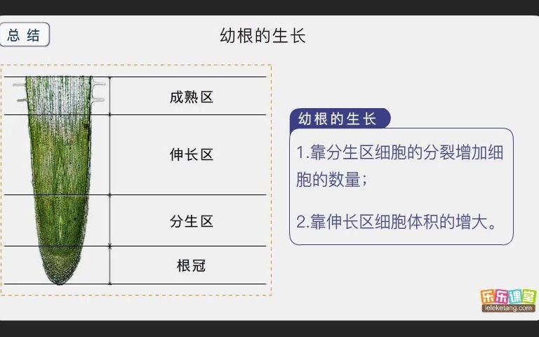 10.幼根的生长哔哩哔哩bilibili