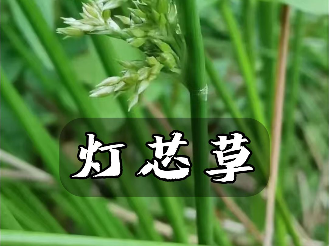 灯芯草哔哩哔哩bilibili