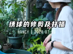 Tải video: 北阳台花园vlog：绣球花后修剪以及扦插