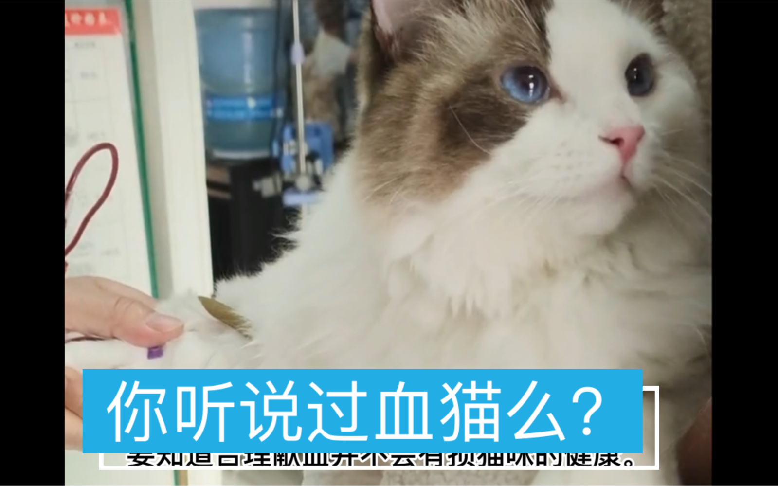 你听说血猫么?它们从出生起就注定成为另一些猫,活命的血包!_哔哩哔哩_bilibili