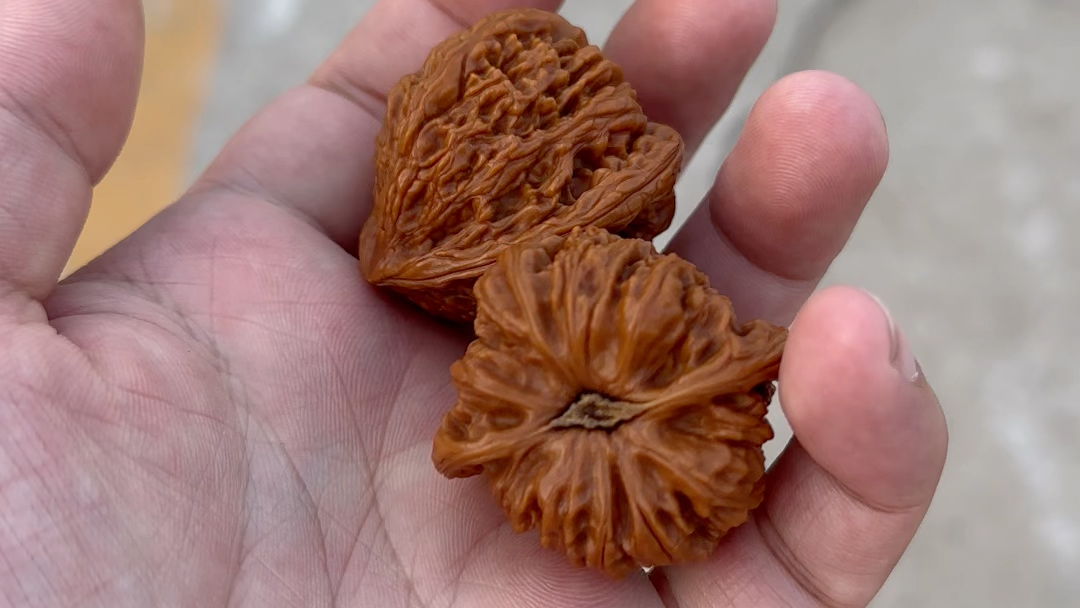 承德密纹狮子头核桃不打底手盘第十四天记录