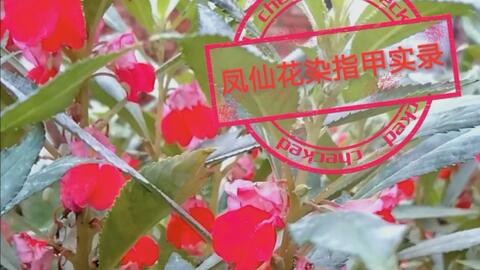 重回小时候 用凤仙花染指甲 哔哩哔哩 Bilibili