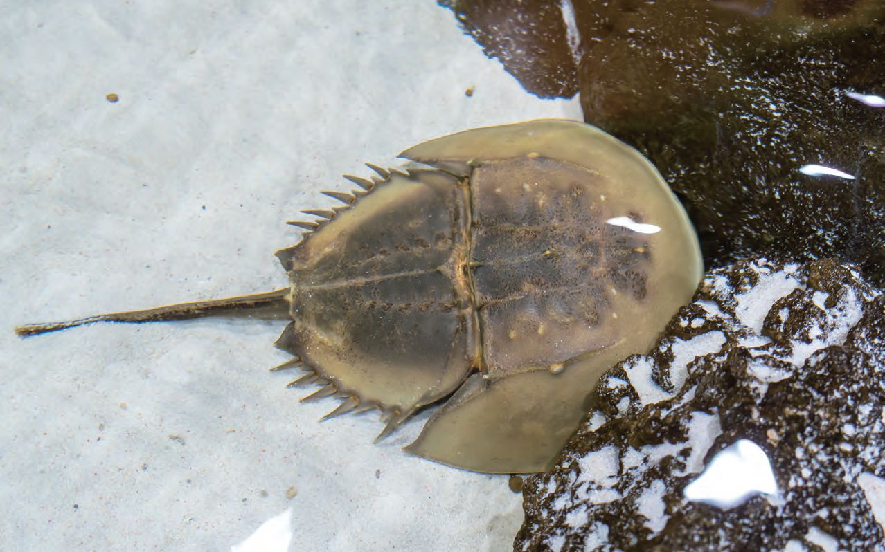 有學問的魚