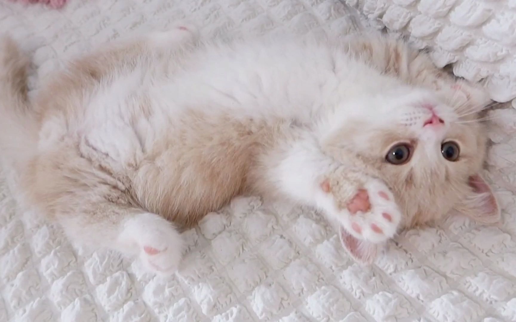 com - 这只小奶猫太会撒娇了没有人能抵抗得了这种可爱的生物_1080p