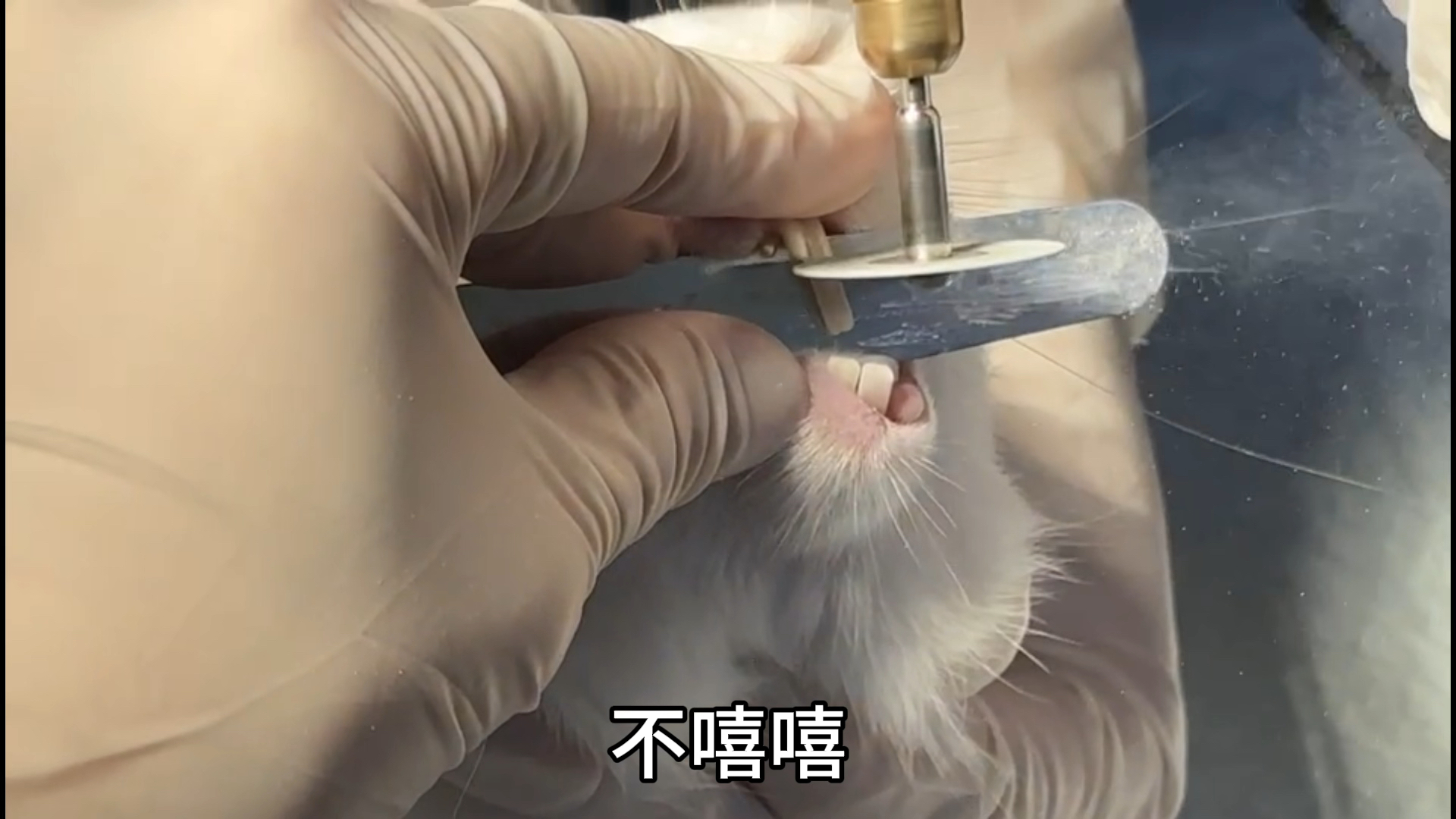 桃桃兔子牙齿生长过长来磨牙啦 兔子的牙齿本身就会不断生长 如果它们