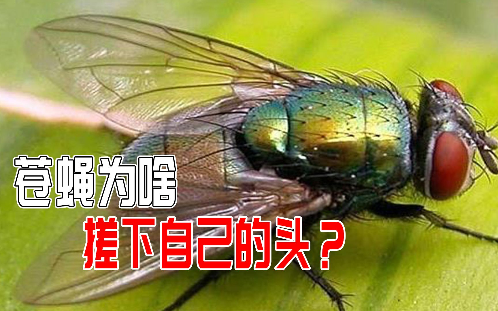 蒼蠅吃東西前為什麼要搓手呢?竟還把頭搓掉了?還能再接回去嗎?