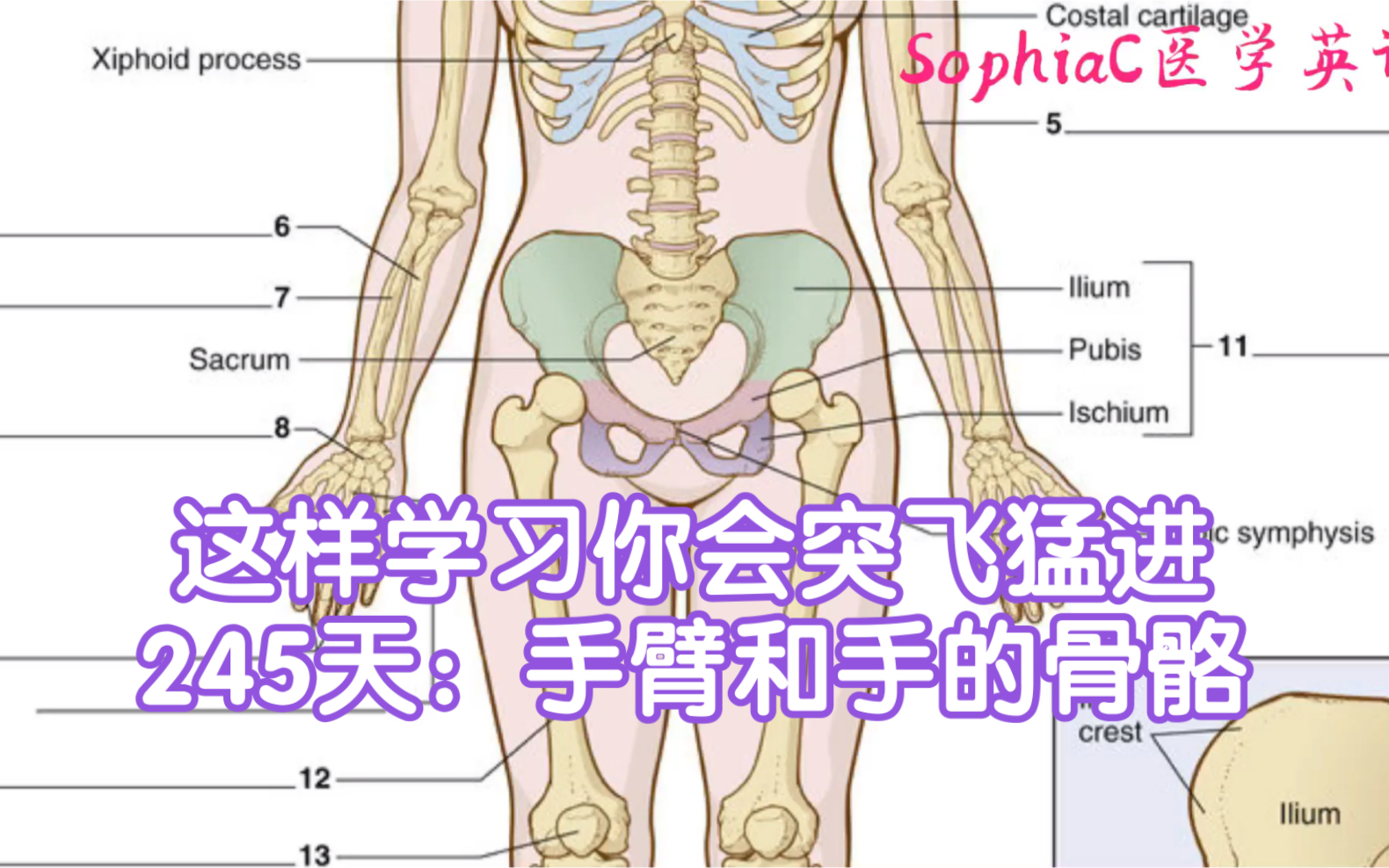 医学英语|这样学习你会突飞猛进.245天:手臂和手的骨骼~哔哩哔哩bilibili